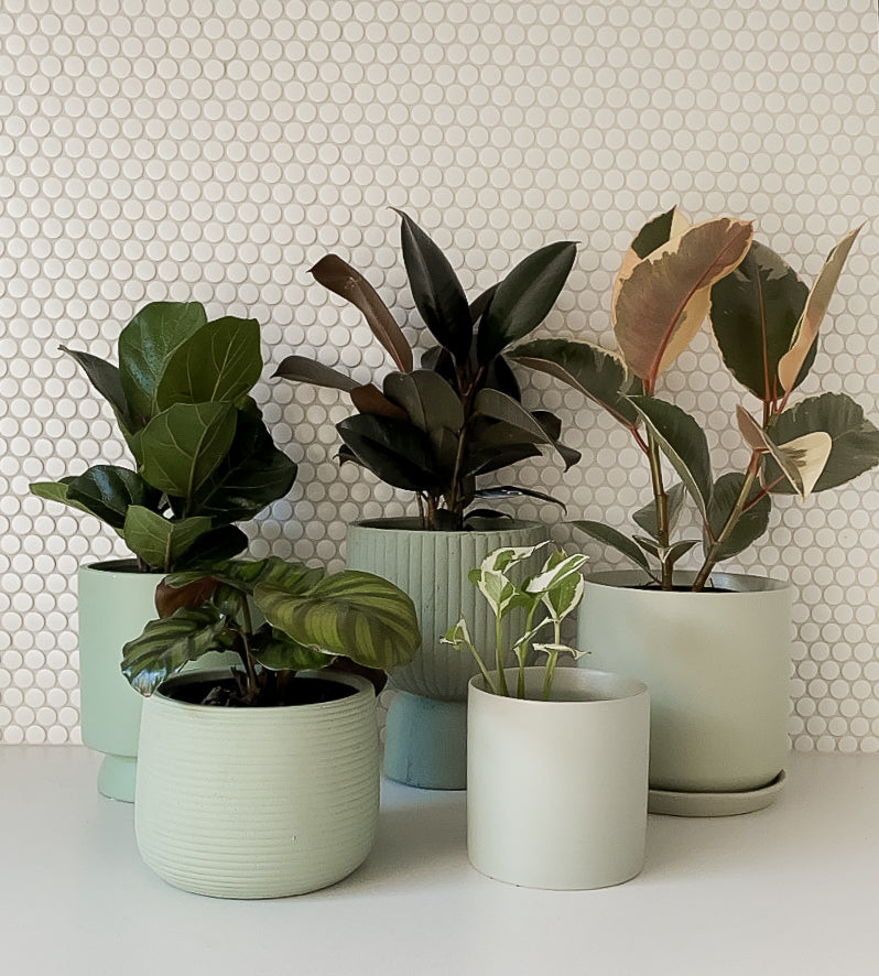 Plants