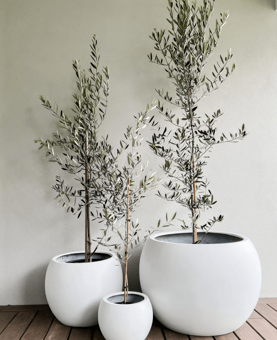 Plant Resort: Olive Tree