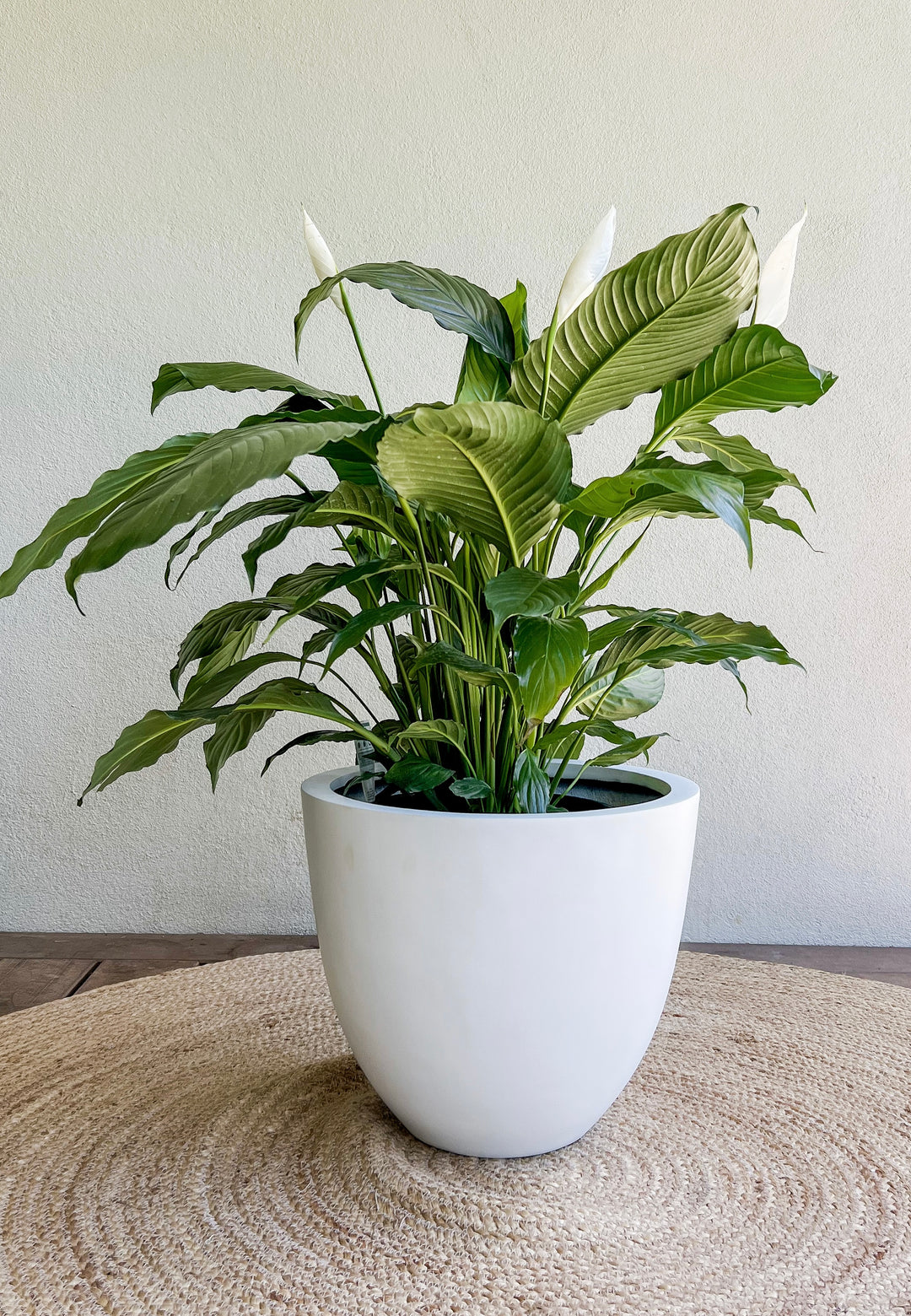 Sensation Peace Lily in Egg Pot