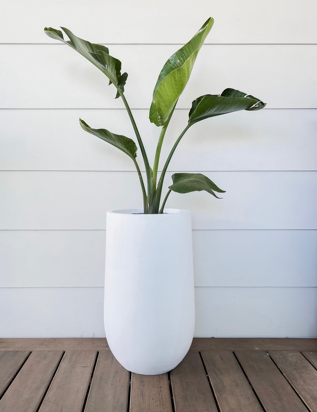 Streletzia Nicolai in Medium Sorento Pot
