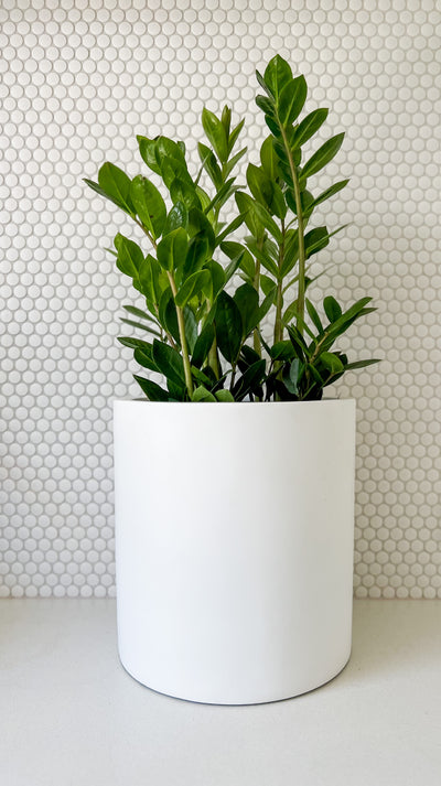 The Perfect Plant for Busy People: Zanzibar Plant