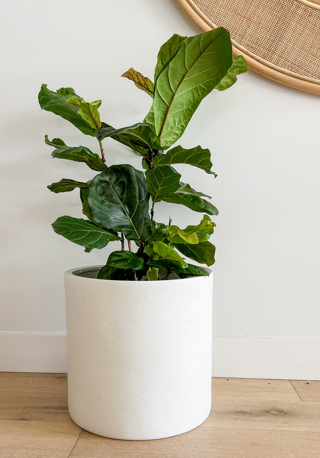 Our top Tips to keep your Fiddle Leaf Thriving