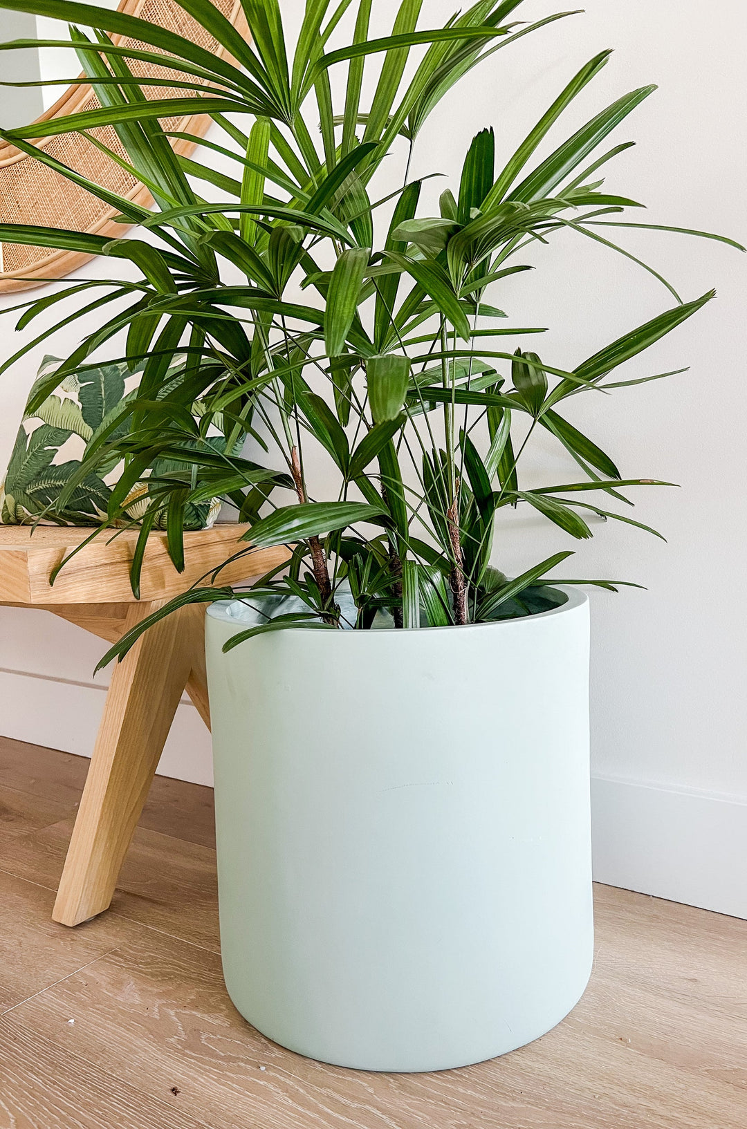 Tropical Vibes in Your Home with the Rhapis Palm Care Tips