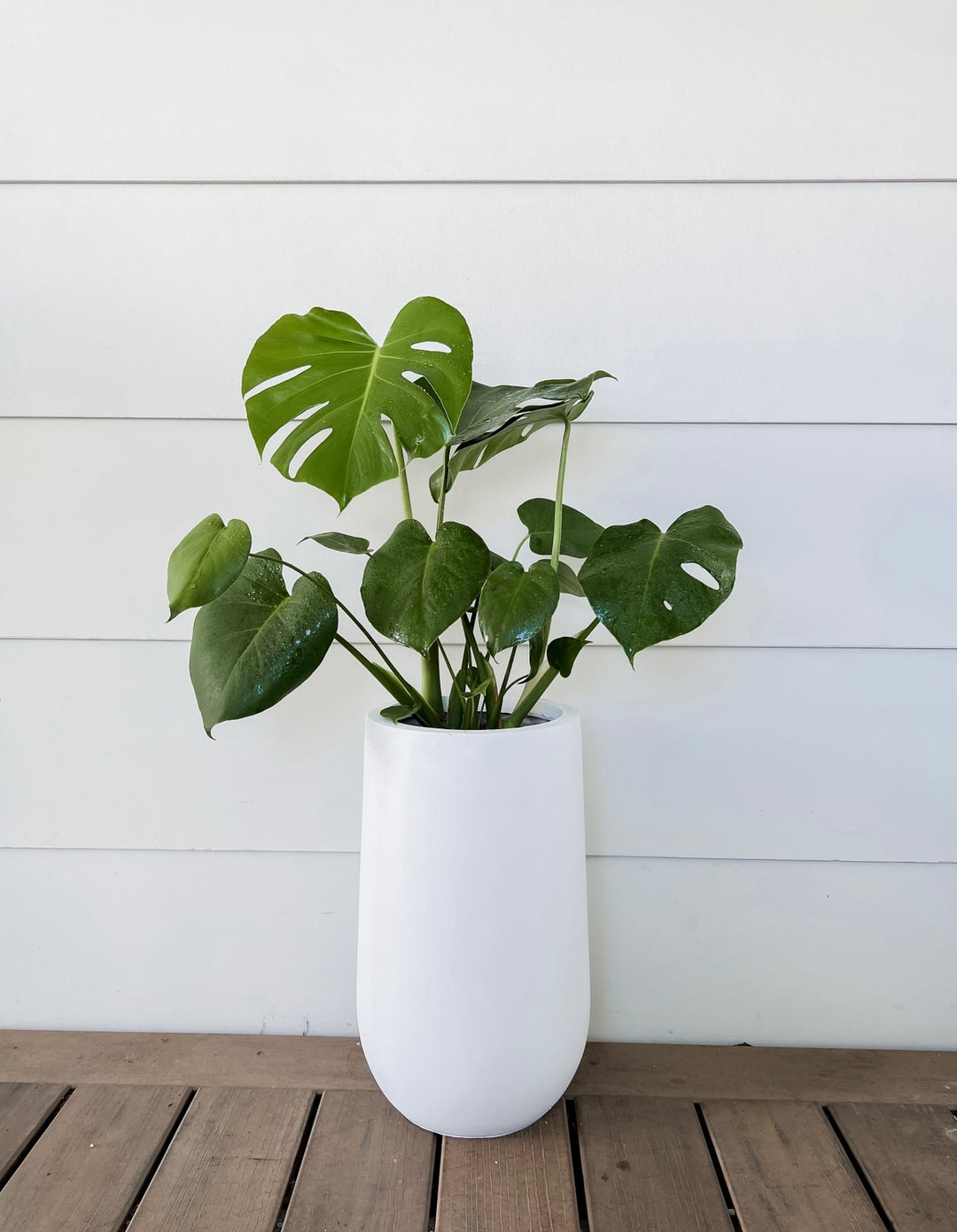 Tips to keep your Indoor Plants thriving during the colder months