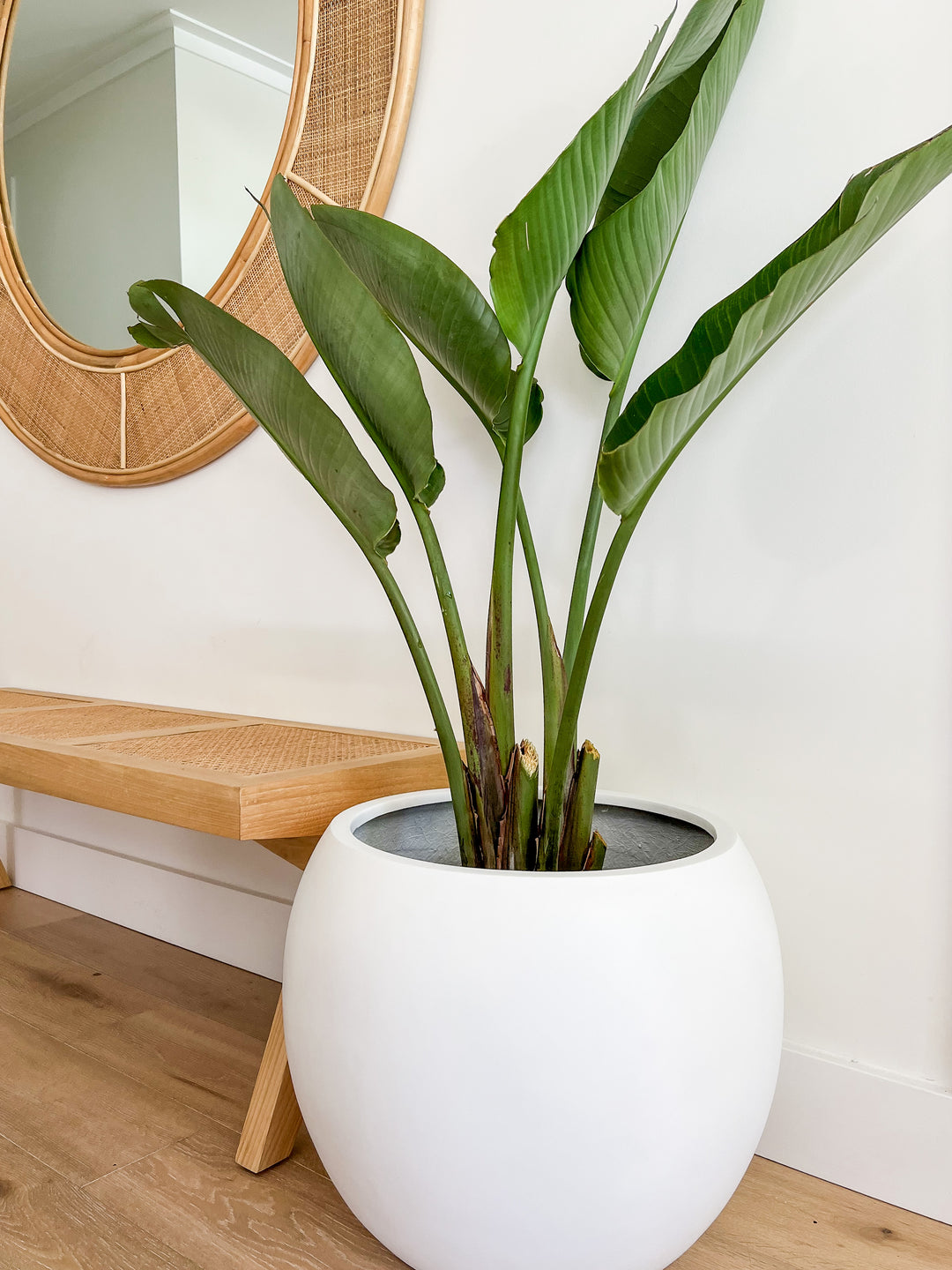 Streletzia in Amalfi Pot