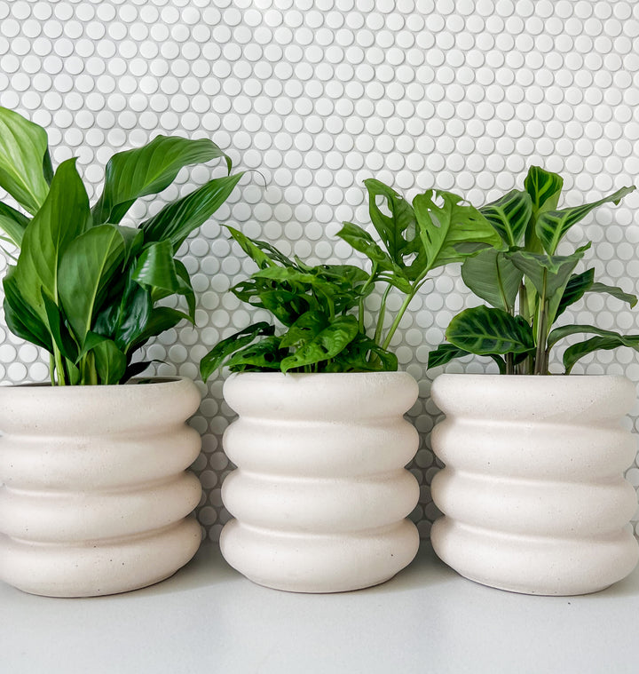 Peace Lily/ Monkey/ Calathea in Sorvete Planter - Cream