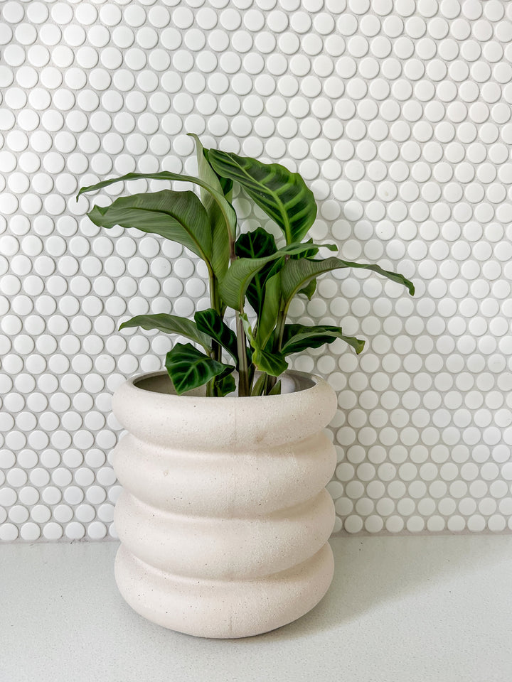 Peace Lily/ Monkey/ Calathea in Sorvete Planter - Cream