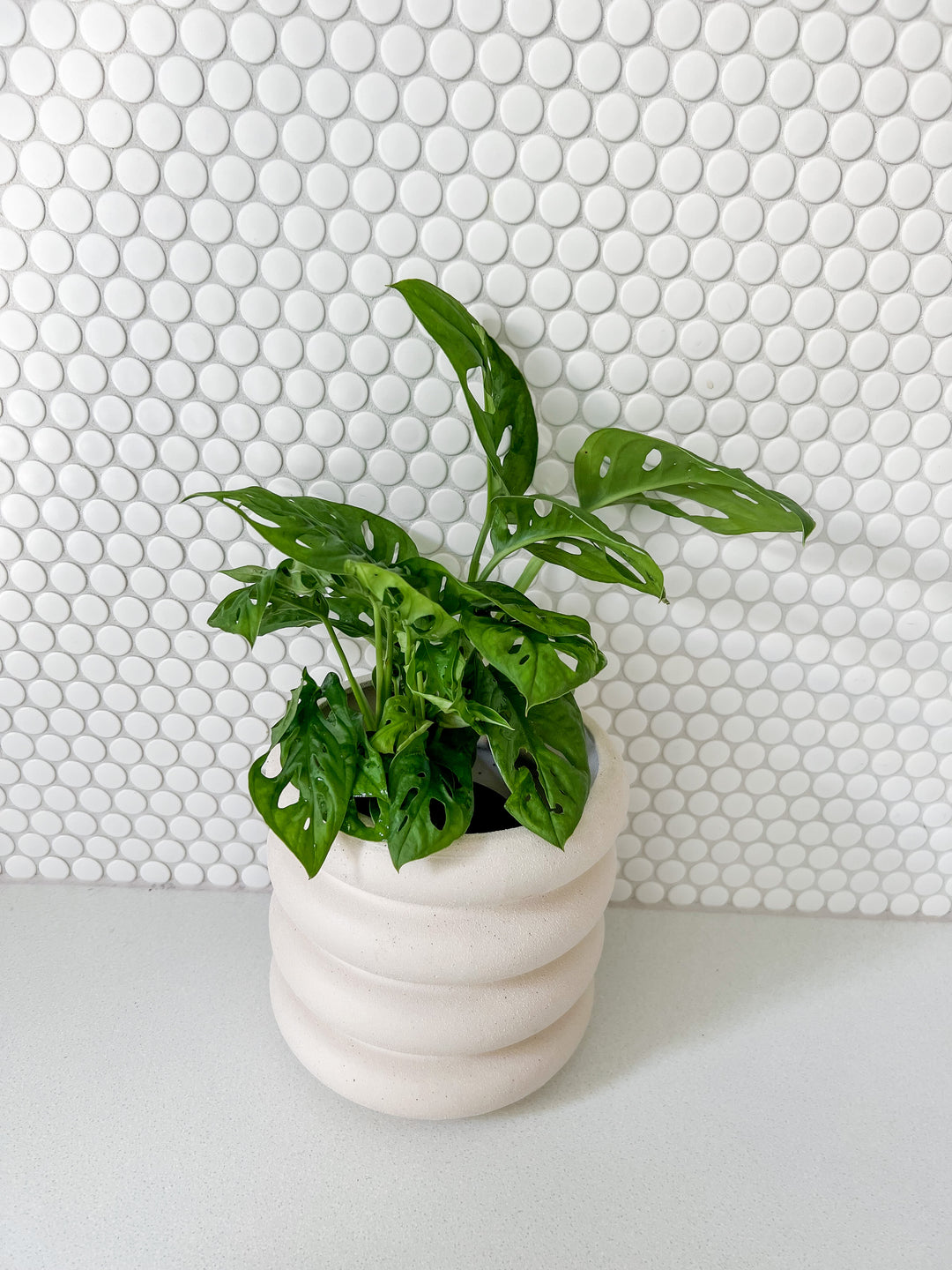 Peace Lily/ Monkey/ Calathea in Sorvete Planter - Cream