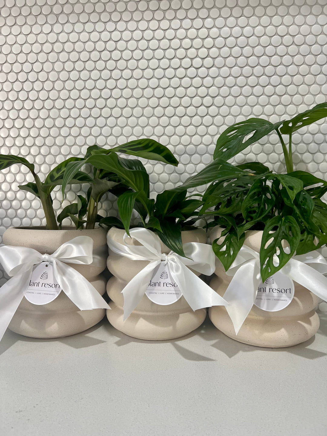 Peace Lily/ Monkey/ Calathea in Sorvete Planter - Cream