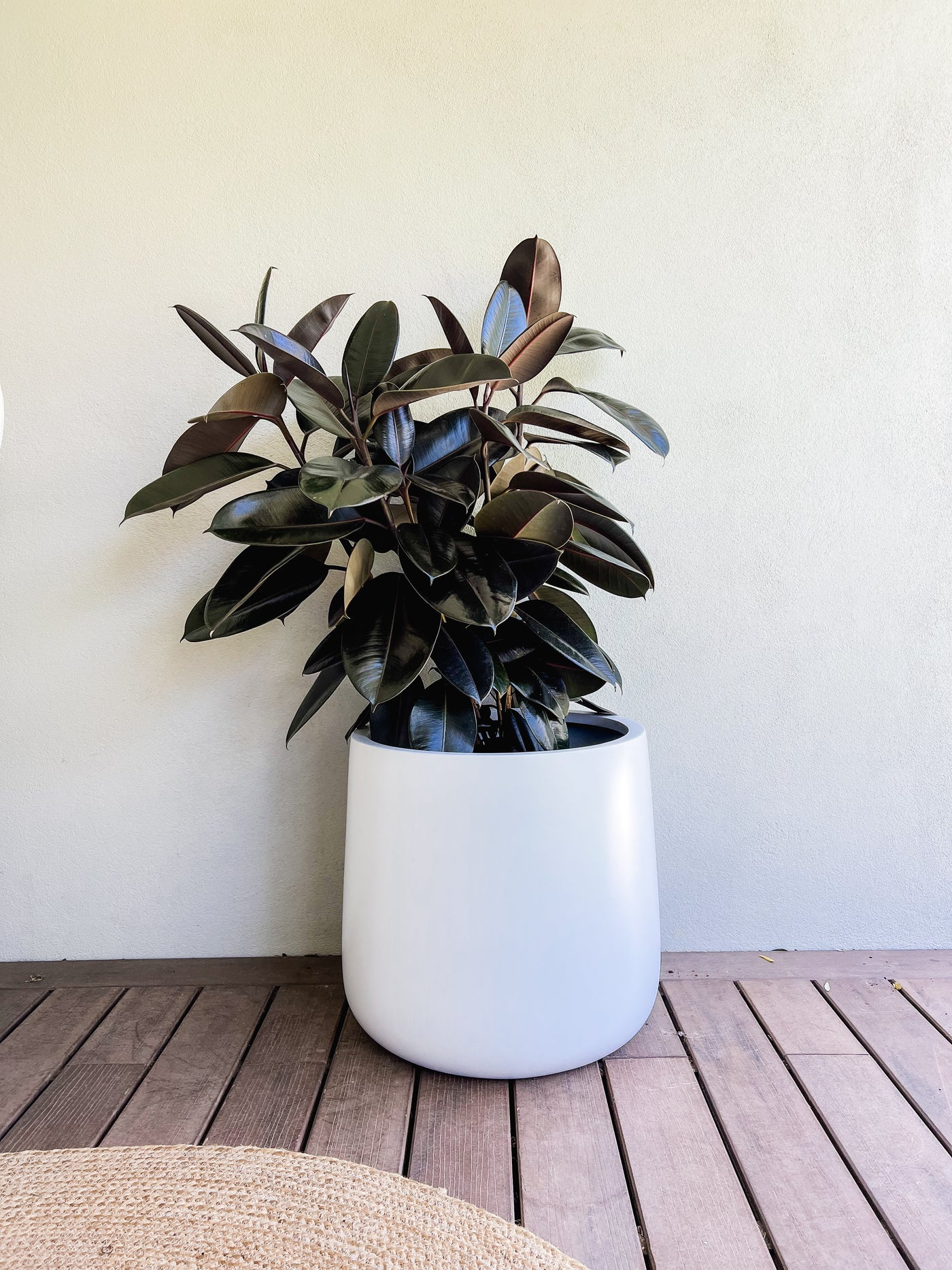 Large Rubber Fig in XL Drum Pot