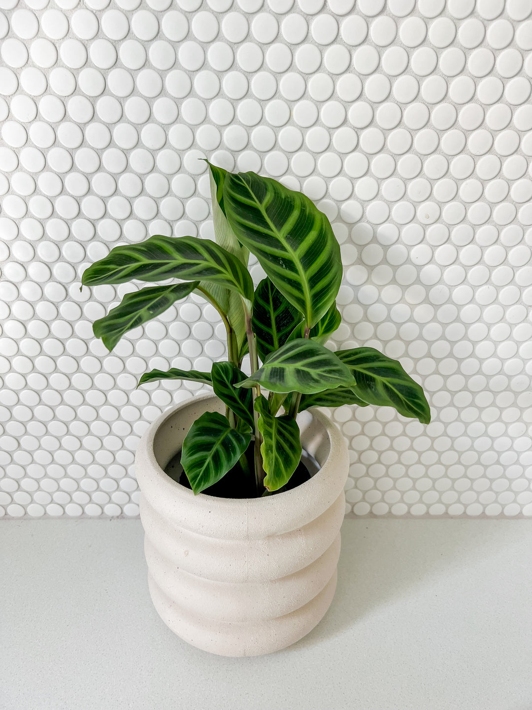 Peace Lily/ Monkey/ Calathea in Sorvete Planter - Cream