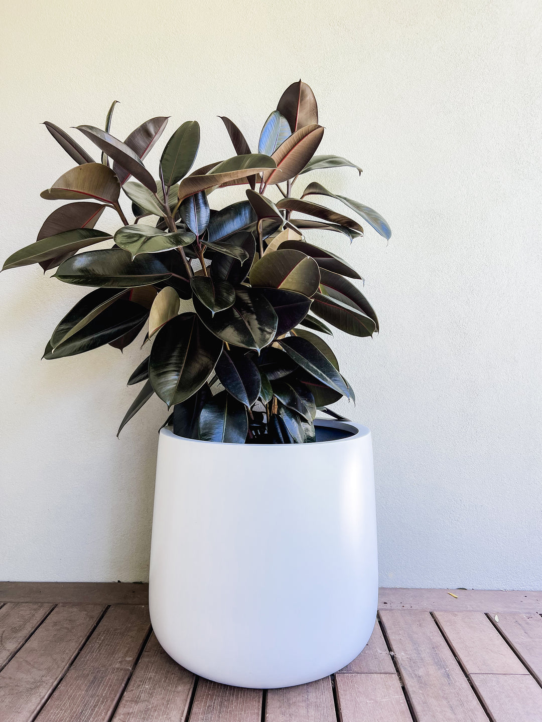 large rubber plant pots Large Rubber Fig in XL Drum Pot – Plant Resort