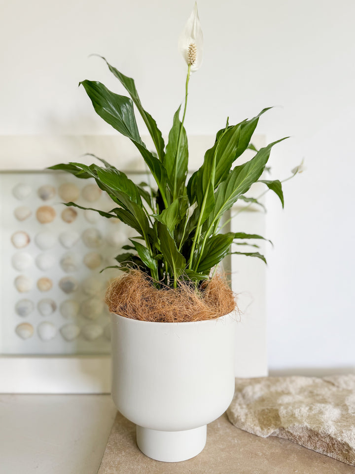 Peace Lily in Fergus Planter