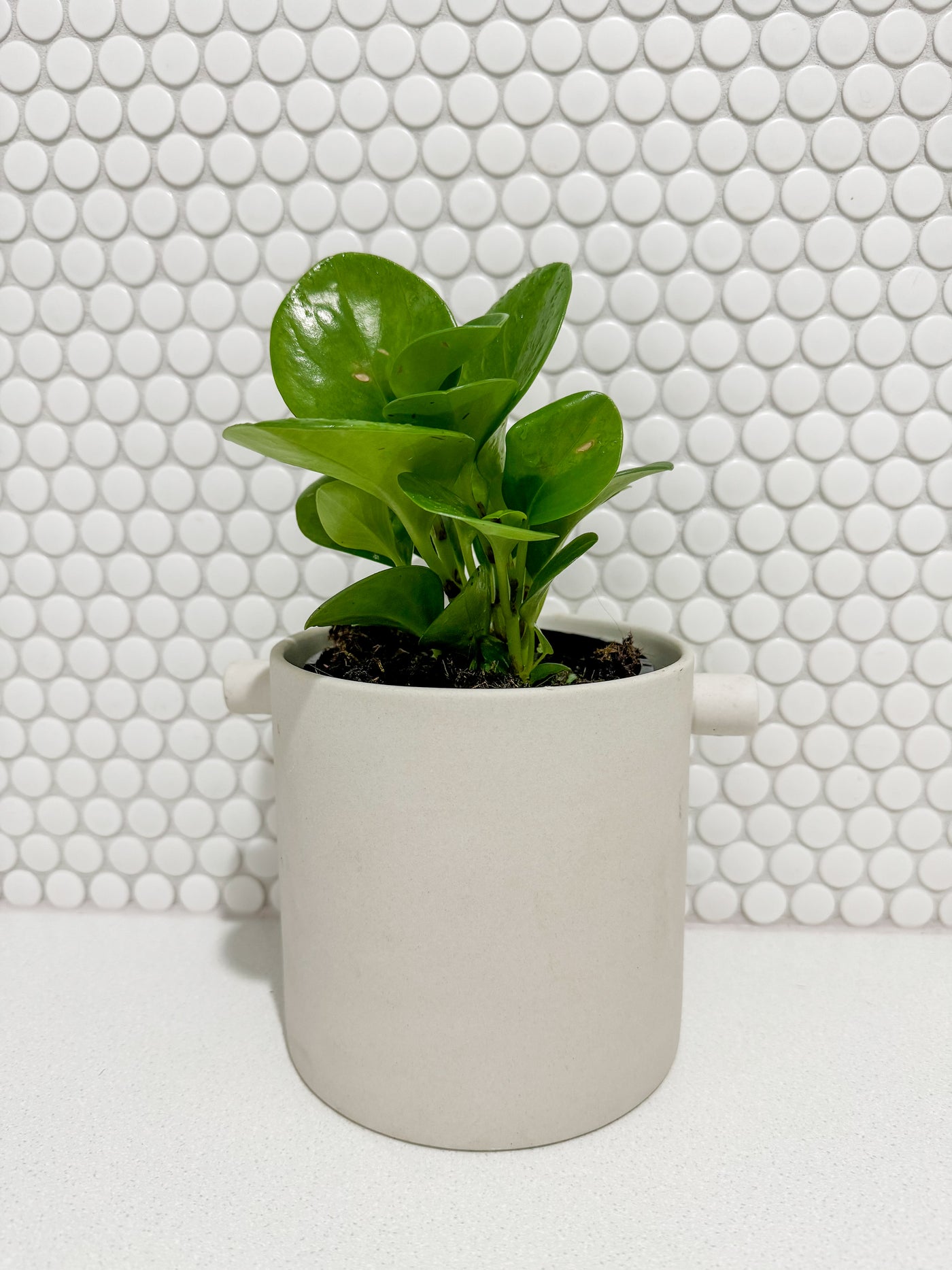 Peperomia in Handle Pot - White