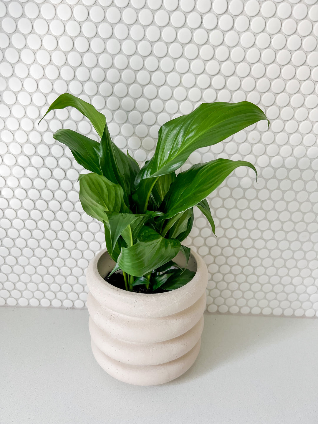 Peace Lily/ Monkey/ Calathea in Sorvete Planter - Cream