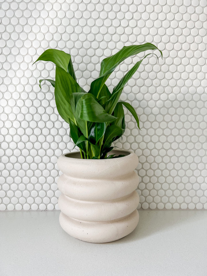 Peace Lily/ Monkey/ Calathea in Sorvete Planter - Cream