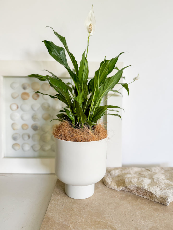 Peace Lily in Fergus Planter