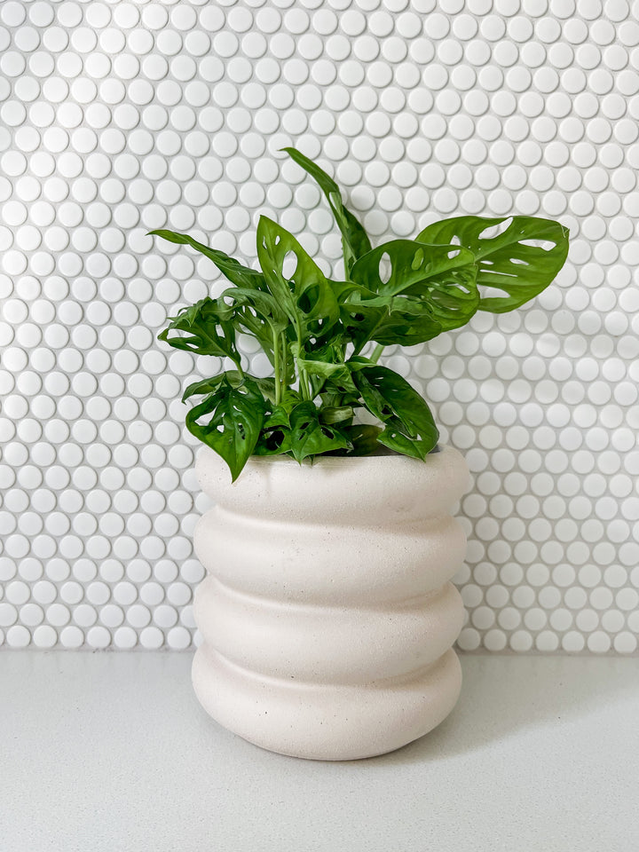 Peace Lily/ Monkey/ Calathea in Sorvete Planter - Cream