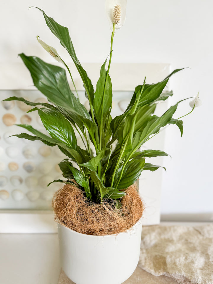 Peace Lily in Fergus Planter