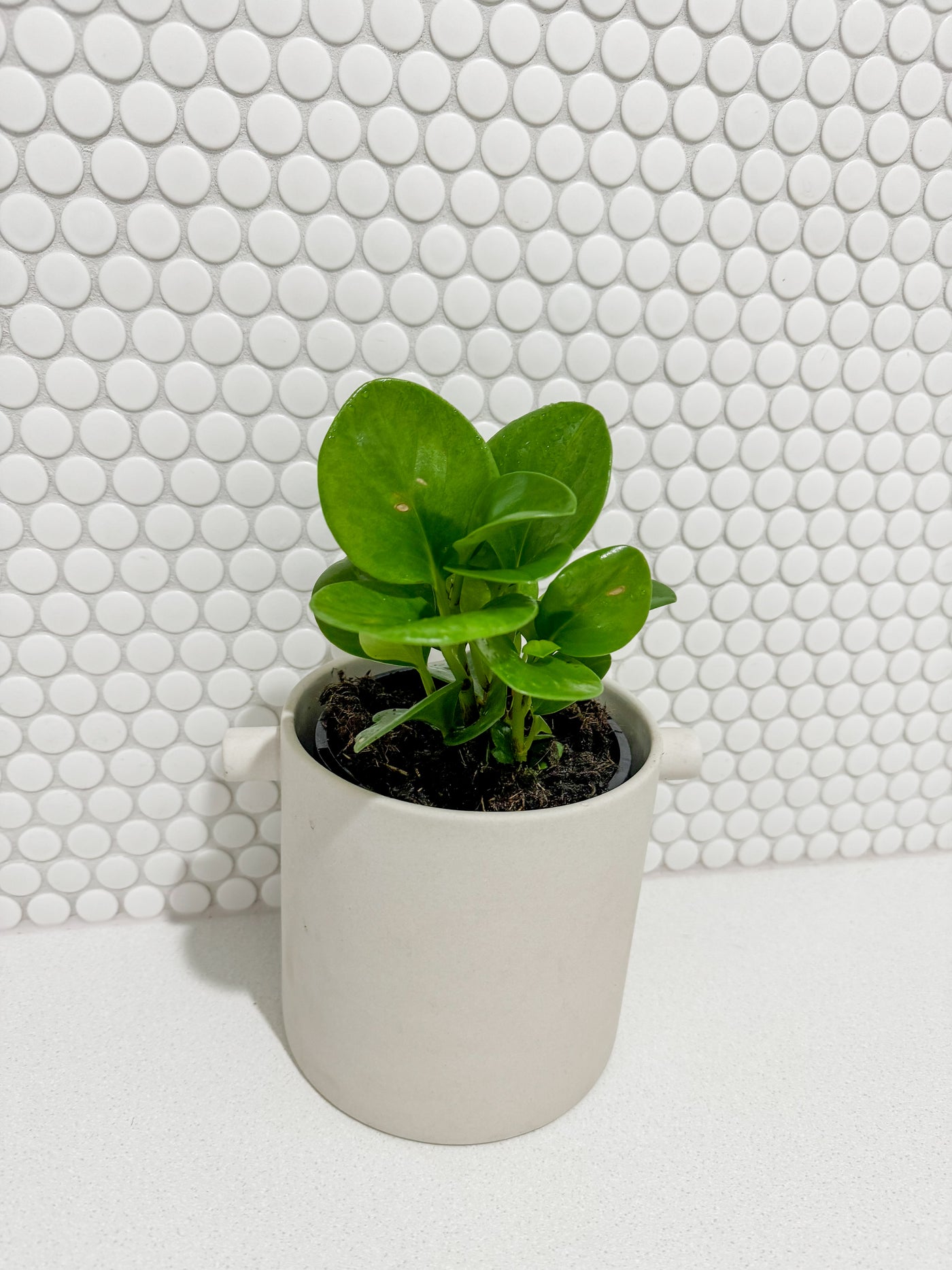 Peperomia in Handle Pot - White