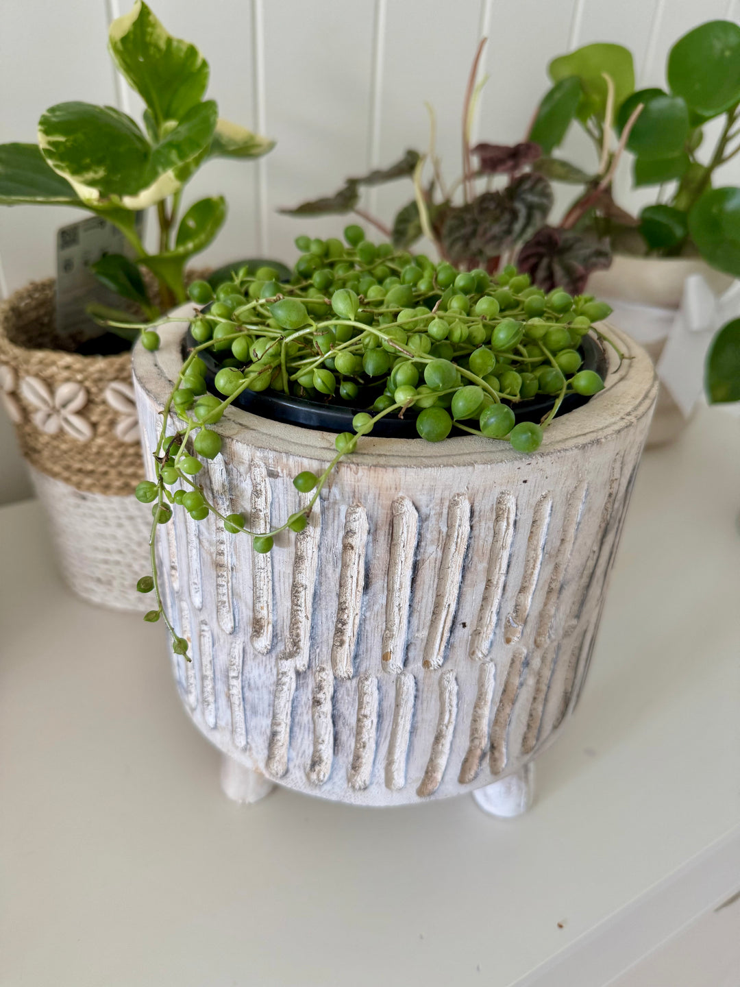 String of Pearl in whitewash planter