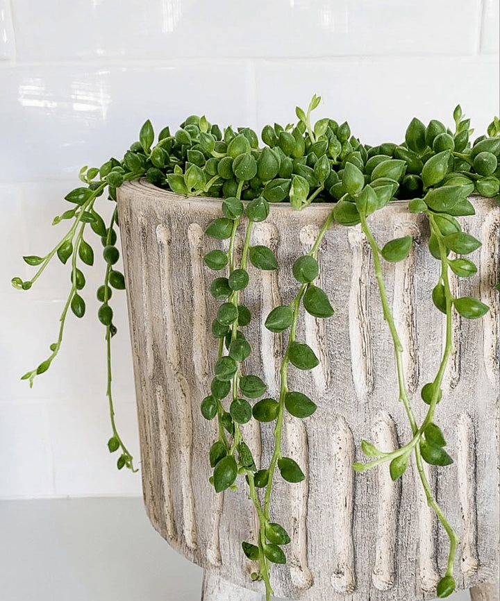 String of Pearl in whitewash planter