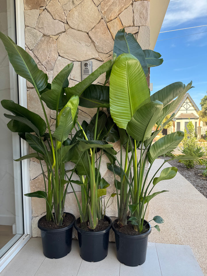 Giant Bird of Paradise