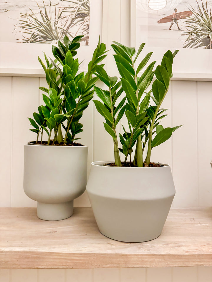 Zanzibar Gem in either Romo or Fergus Grey Planter