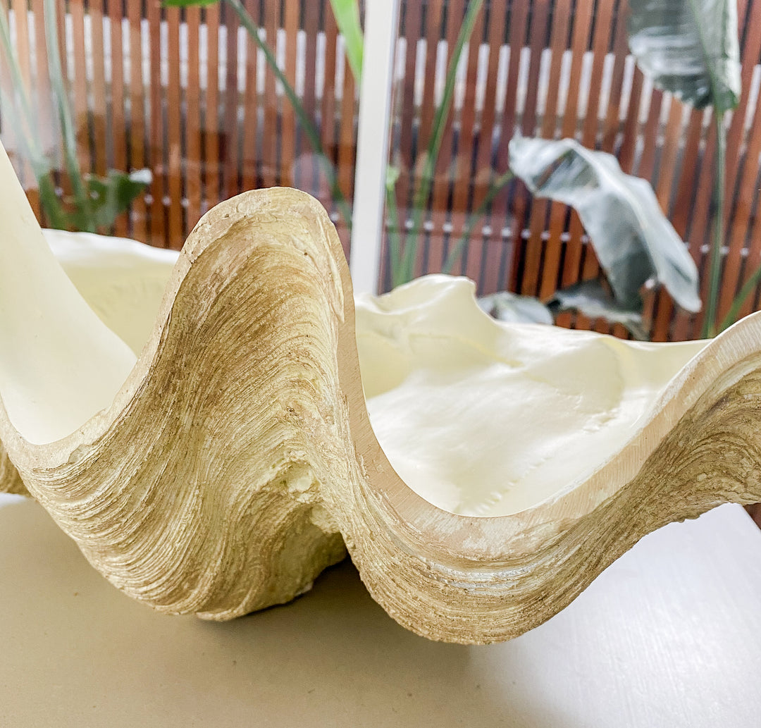 Large Clam Shell