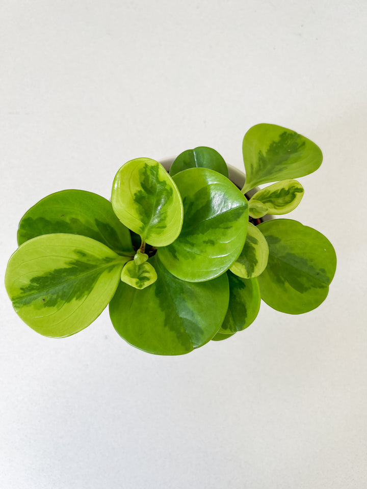 Peperomia in Seafoam Planter