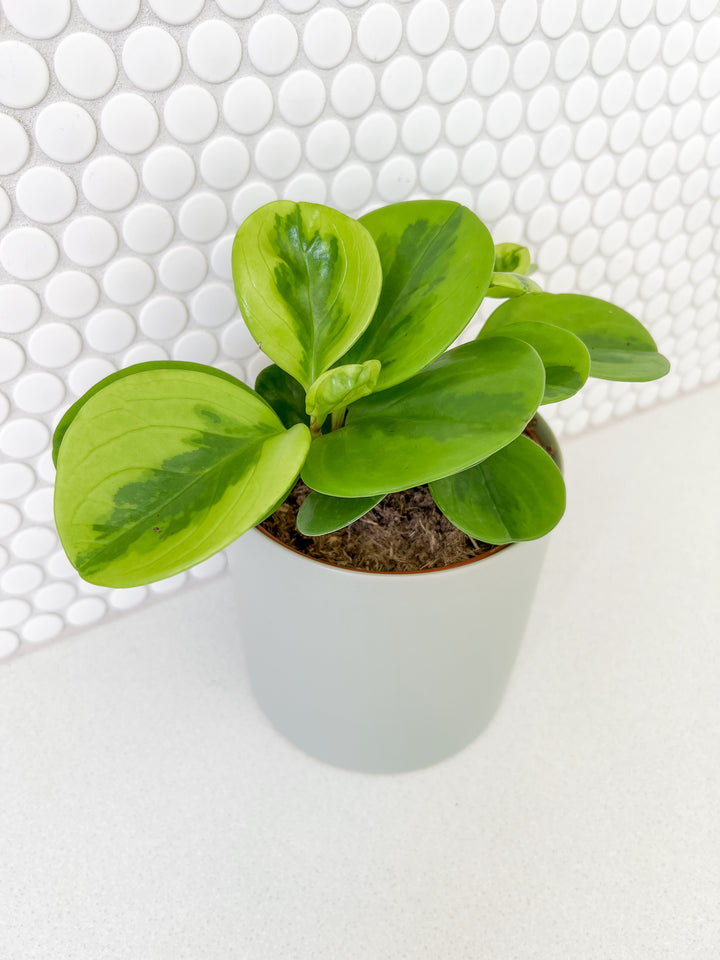 Peperomia in Seafoam Planter