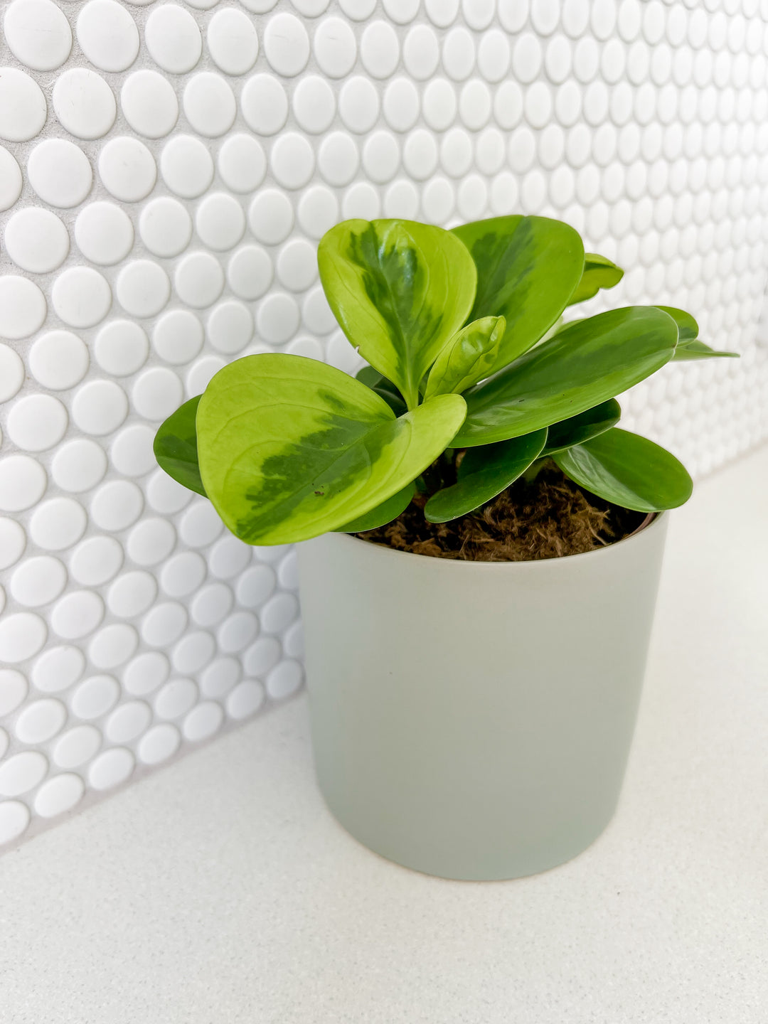 Peperomia in Seafoam Planter