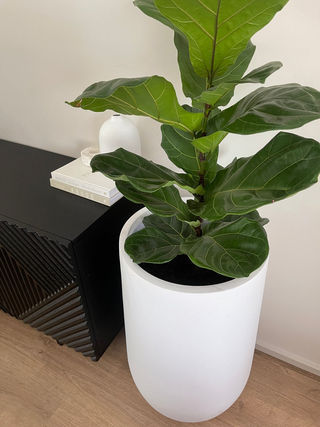 Fiddle Leaf in Large Sorento Pot