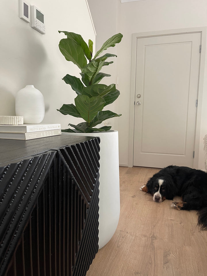 Fiddle Leaf in Large Sorento Pot