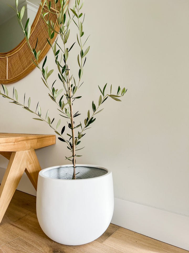 Olive Tree in Beachport Pot