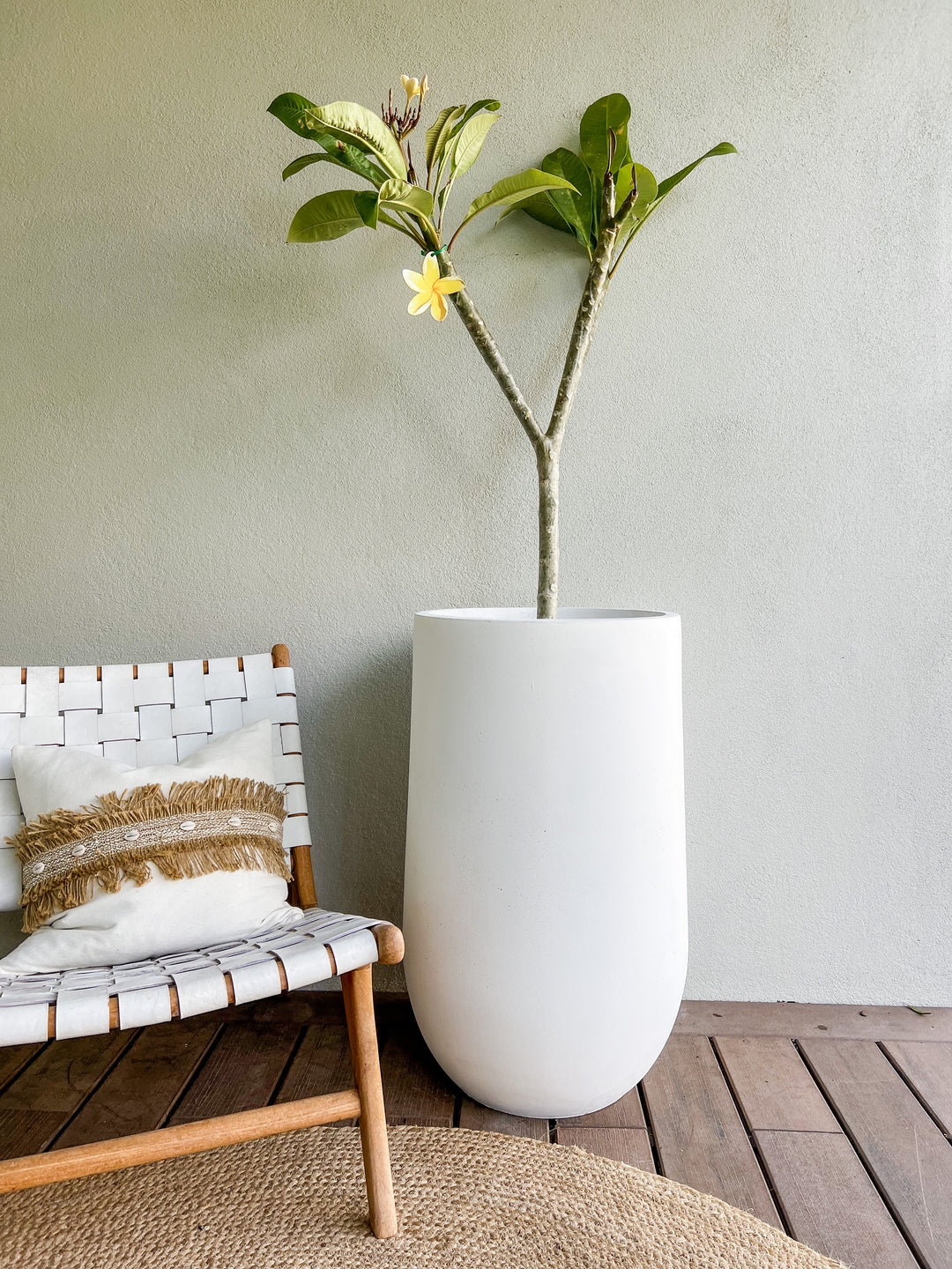 Frangipani Tree in Large Sorento Pot