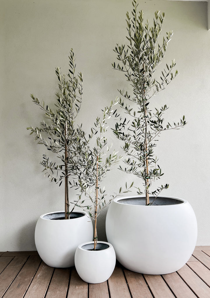 Olive Tree in Amalfi Pot