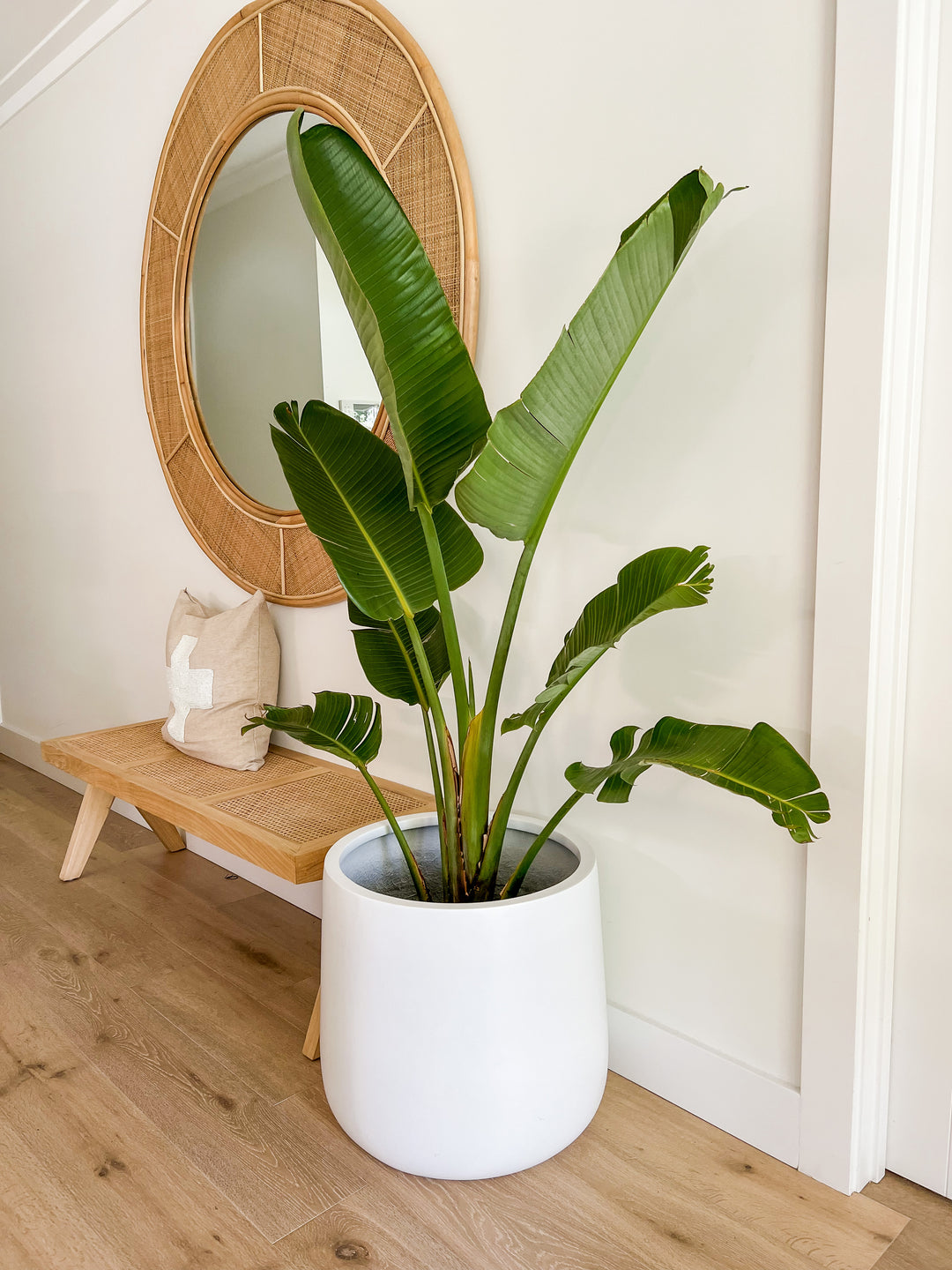 Streletzia in XL Drum Pot