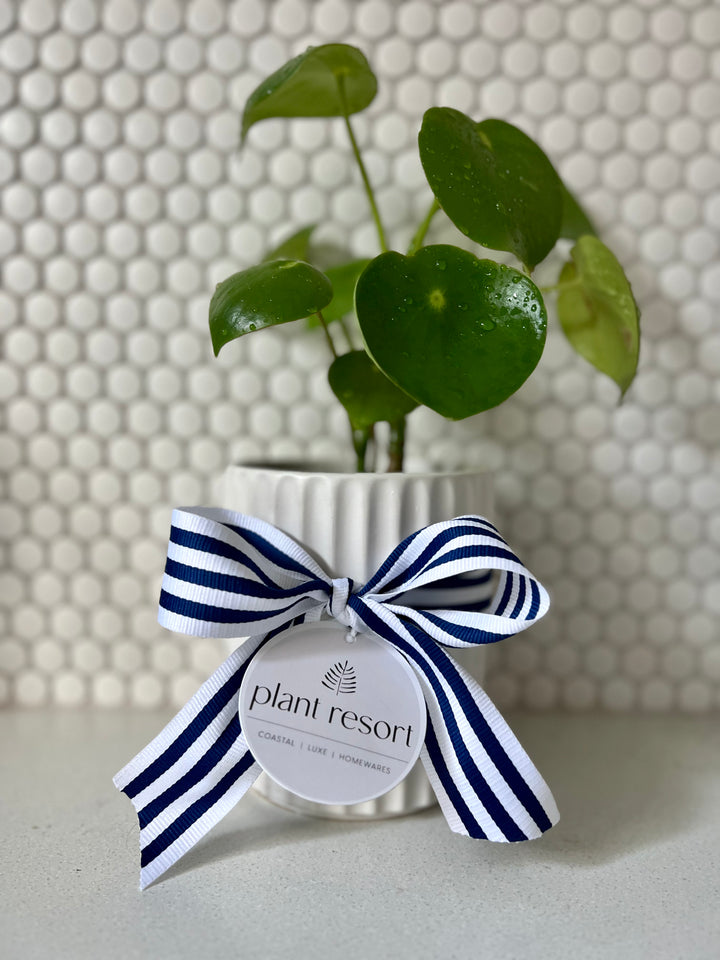 Peperomia in Small White Wave Planter