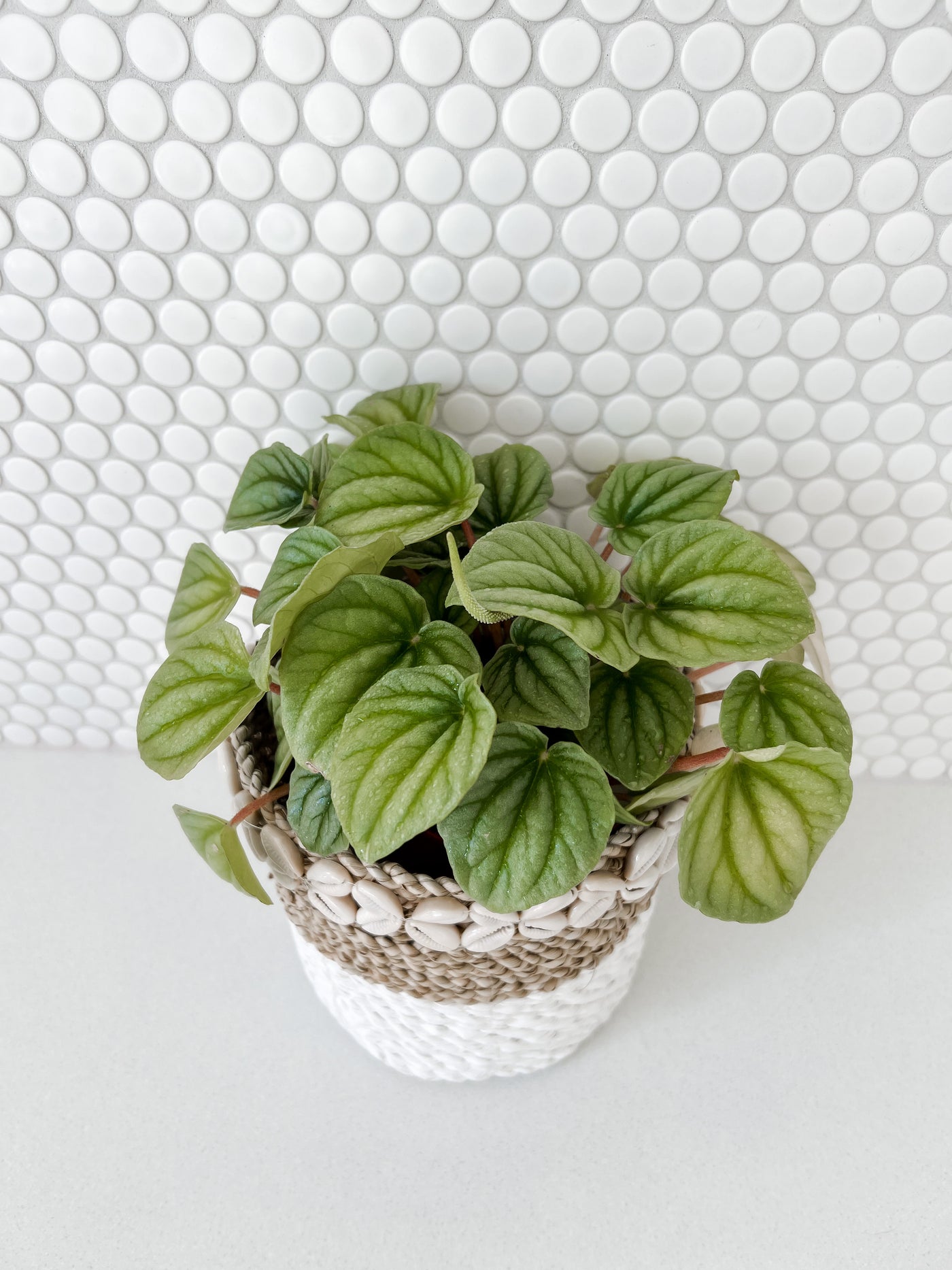 Peperomia Moonlight in Shell & Seagrass Basket
