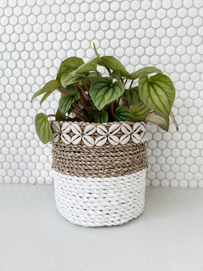 Peperomia Moonlight in Shell & Seagrass Basket