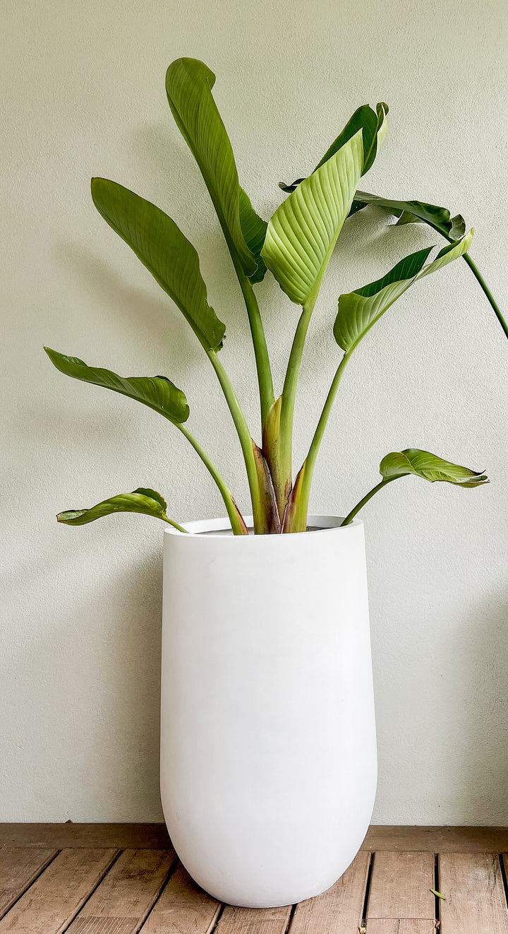 Streletzia Nicolai XL in Large Sorento Pot