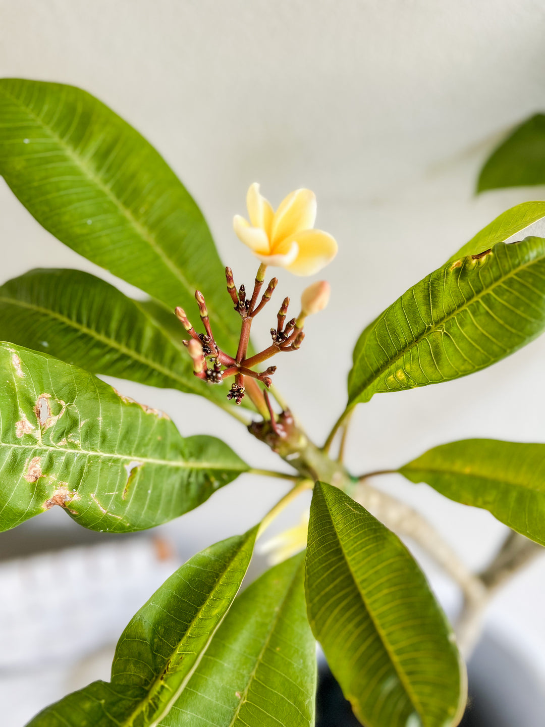 Frangipani Tree in Large Sorento Pot