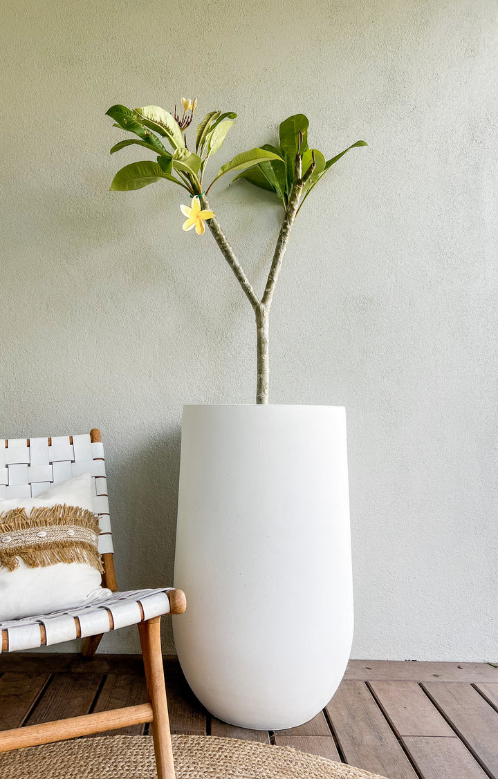 Frangipani Tree in Large Sorento Pot