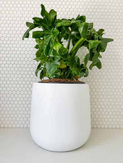 Philodendron in Small Drum Planter