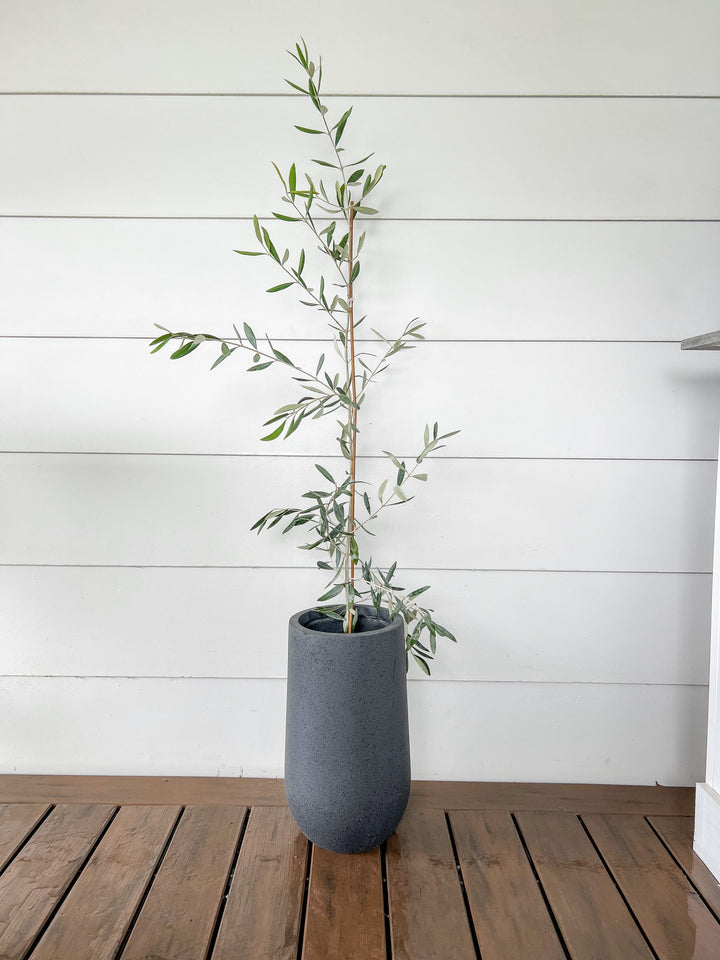 Olive Tree in Sorrento Pot