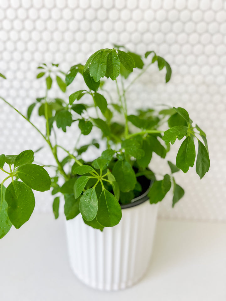 Dwarf Umbrella in Large White Wave Planter