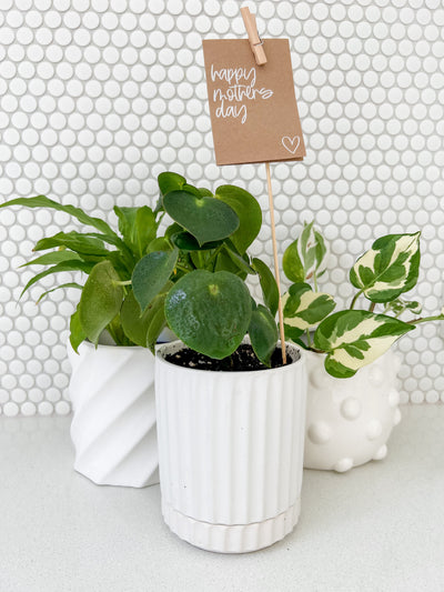 Peperomia in Small White Wave Planter