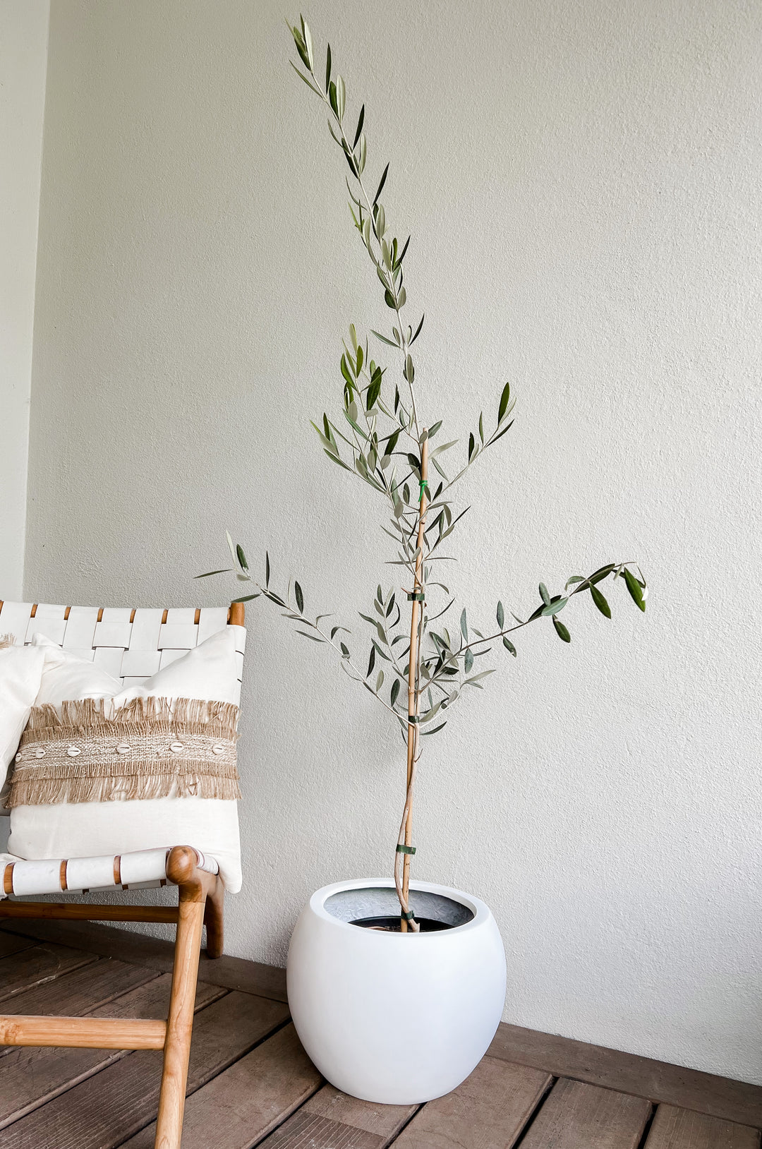 Olive Tree in Amalfi Pot