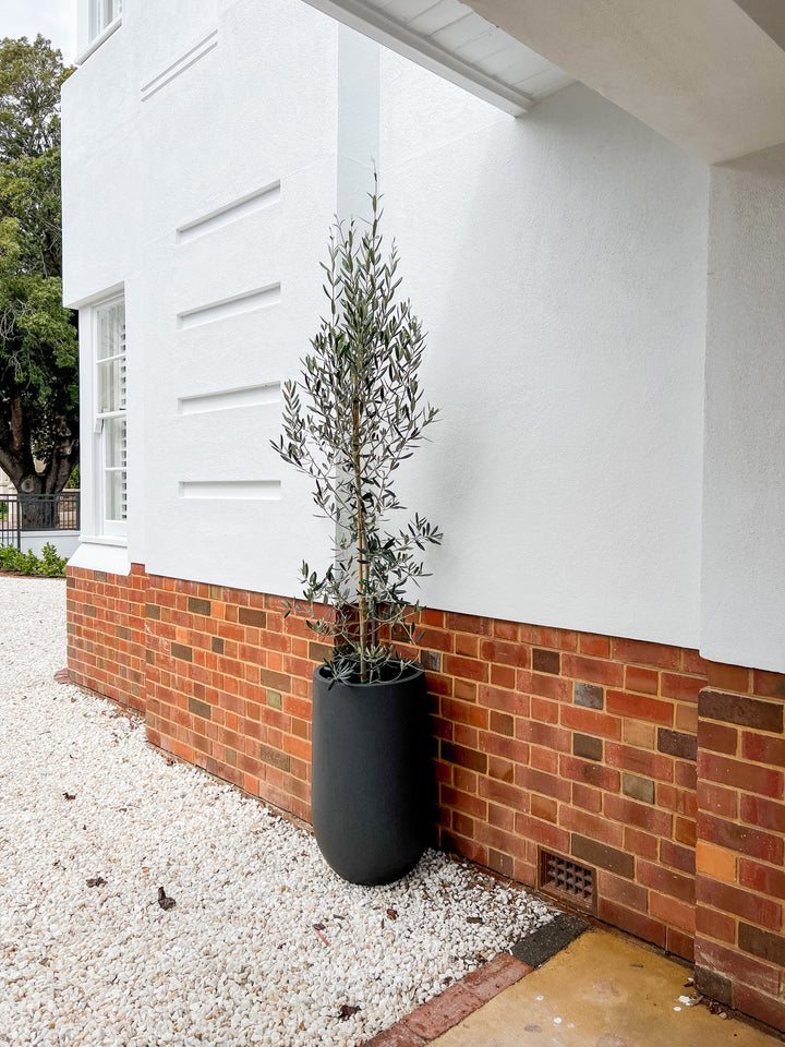 Olive Tree in Sorrento Pot